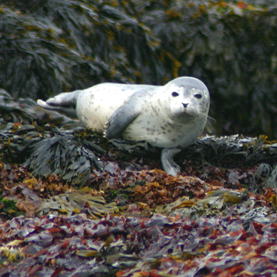 webassets/baby-seal.gif
